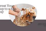 The Complete Pampering: A Guide to Dog Grooming