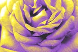A close up of a rose, filtered to be in non-binary flag colors