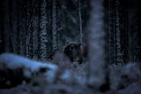 Brown Bears and the First snow