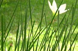 The importance of the environment and built environment