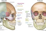 HUMAN SKULL