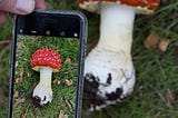 A four-tiered model for crowdsourcing fungal biodiversity citizen science