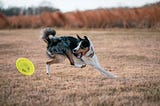 Using the Fetch API in JavaScript