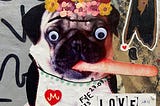 A funny grafitti with a pug as the main highlight.