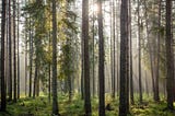 Sunlight streaming through thin trees in a forest