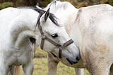 What leaders can learn from horses?