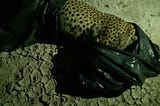 ‘Binned’ dead cheetah highlights animal abuse in the Gulf