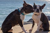 two Boston terrier dogs kissing