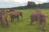 We and Elephants in Sri Lanka.
