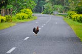 Why did the Philosophical Chicken cross the road?