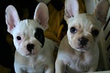 White French Bulldog — All you need to know