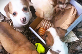 A group of stray pups looking at toys in a box