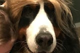 My Bernese Mountain Dog with a Trump combover