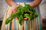 A farmer holds basil leaves