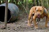 DOGFIGHTING: A BLOODY AND CRUEL “SPORT”