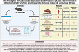 Linking AGEs and Cigarette Smoke-Induced Muscle Dysfunction