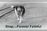 The Unbreakable Bond of Shep: A Story of Loyalty and Devotion