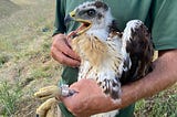 A person holds a banded hawk.