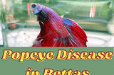 Popeye Fish-How to identify and get rid of it in bettas.
