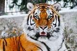 Fun Facts About Tigers For Kids