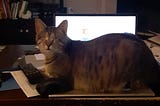 My blind cat Scout sitting on my lap top looking all innocent looking at me, her cat mom. It’s a cat mom thing.