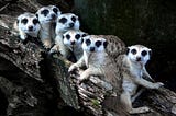 Building a kitty utopia with Rust (and Solidity): III — The Math(s) of Herding Cats