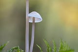 Two white mushrooms growing on a branch, one taller than the other