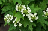 Problems with Oak Leaf Hydrangeas: A Comprehensive Guide