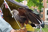 side view of a brown bird raising its wings