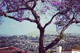 Under the Jacaranda Tree