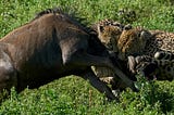 When You See a Cheetah Chasing a Deer, Do You Feel Sad for the Deer?