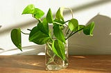 How to Grow Pothos in Water ?