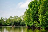 The Human Element of Mangrove Management