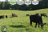 Big Ag, Big Problems: Why Industrial Agriculture is Not the “Future of Food”