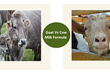 Goat vs Cow Milk Formula: Detailed Guide