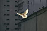 White bird, wings spread, against a background of gray highrise buildings.