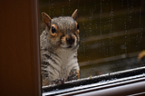 Trapped Alone With A Panicking Juvenile Squirrel