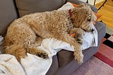 Goldendoodle lying on sofa with ball