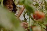Prendre soin de ses tomates