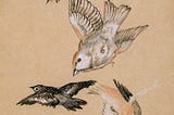 Little Bird