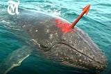 Whale with Harpoon in its body for 100 years