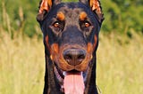 100% Purebred Doberman Puppies For Sale in Pune