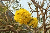 Tabebuia (Si Kuning Cantik)
