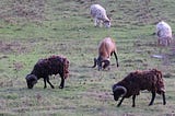 Last light chance at a ‘beautiful’ feral ram