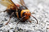 A Blast of Charcoal Dust Could Stop Invasive Asian Hornets in Their Tracks
