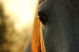 ​Transitioning from Summer to Autumn and the Challenges of Rugging Horses