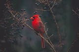 A Fiery, Feathered Red