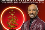 MONTEL and CANNABIS