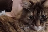 A fluffy main coon cat challenges convention and asks for morning snuggles from her cat mom.