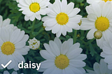 An image of daisy correctly labelled by CLIP